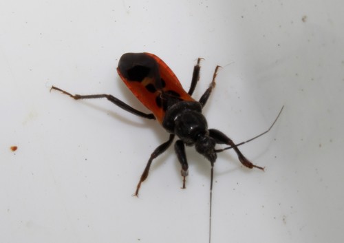 Peirates hybridus