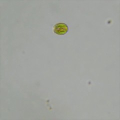 Cryptoglena