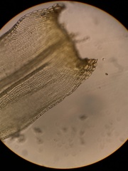 Racomitrium ericoides