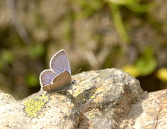 Plebejus idas
