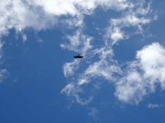 Milvus migrans lineatus