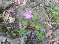 Oxalis tetraphylla
