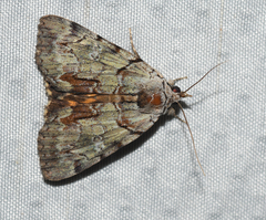 Catocala praeclara