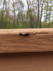 Bibio femoratus