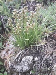Chamorchis alpina