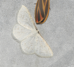 Protitame virginalis