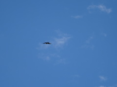 Milvus migrans lineatus