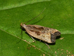 Dichomeris bilobella