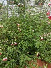 Salvia × jamensis