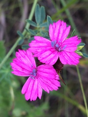 Dianthus andrzejowskianus