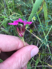 Dianthus andrzejowskianus