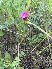 Dianthus andrzejowskianus