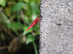 Crocothemis