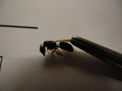 Camponotus laevigatus
