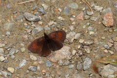 Erebia tyndarus
