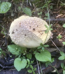 Amanita junquillea