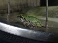 Hyla japonica