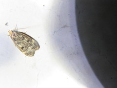Martyringa latipennis