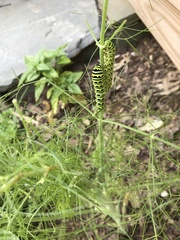 Papilio polyxenes