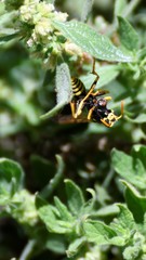 Polistes dominula