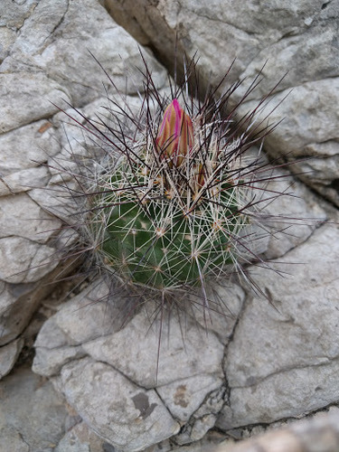 fishhook barrel cactus (West Lambert Lane Park Phenology Trail) ·  iNaturalist