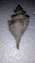 Eupleura muriciformis