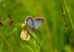 Aricia nicias
