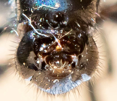 Laphria canis