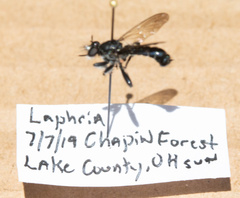 Laphria canis
