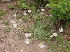 Erigeron caespitosus