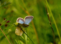 Aricia nicias