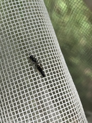 Crossocerus