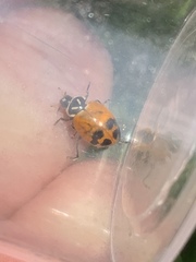 Hippodamia glacialis