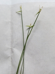 Carex pauciflora