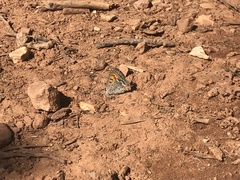 Tharsalea arota schellbachi