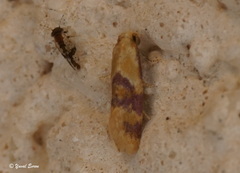 Diceratura ostrinana