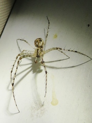 Mimetidae