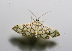 Pseudopyrausta acutangulalis