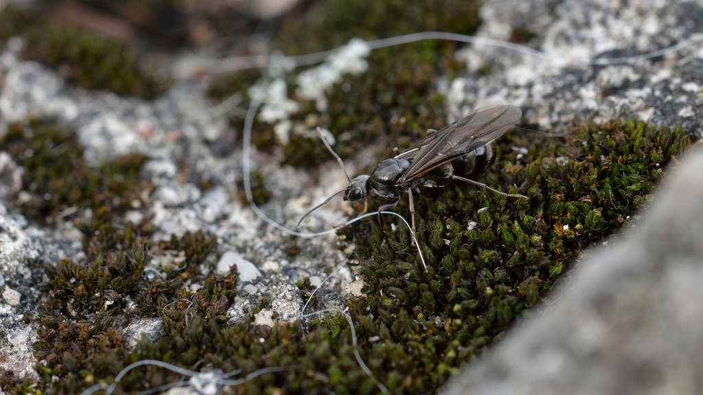 Formicine Ants From Guelph On August 4 2015 At 09 05 AM By Ryan   Large 