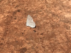 Celastrina echo cinerea