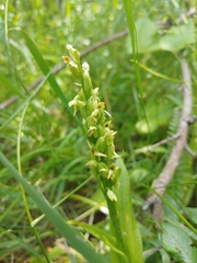 Platanthera aquilonis
