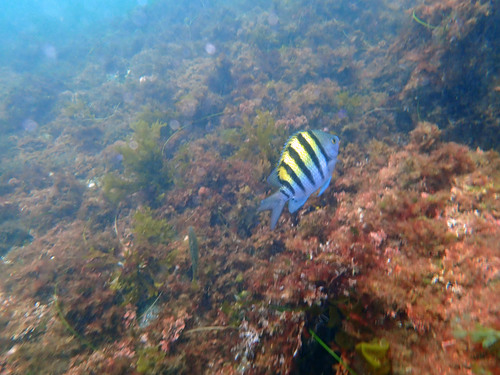 Photo of Panamic sergeant major (Abudefduf troschelii)