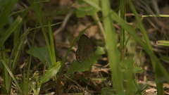 Hermeuptychia canthe