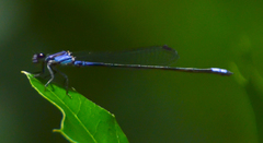 Enallagma cardenium