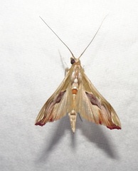 Agathodes monstralis