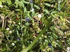 Gentiana sceptrum