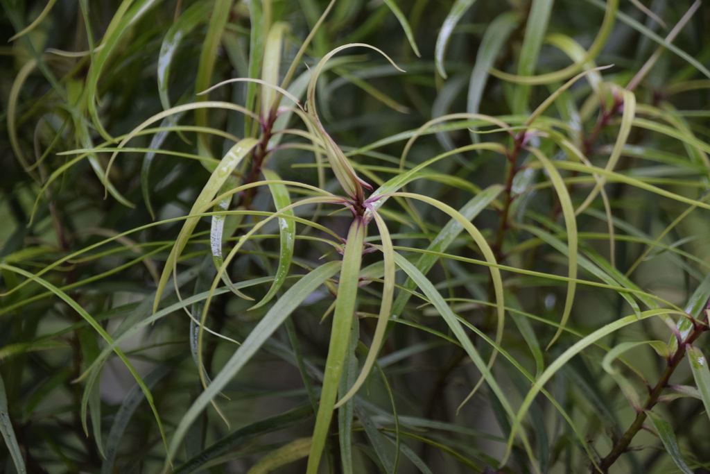 Myrsine linearifolia