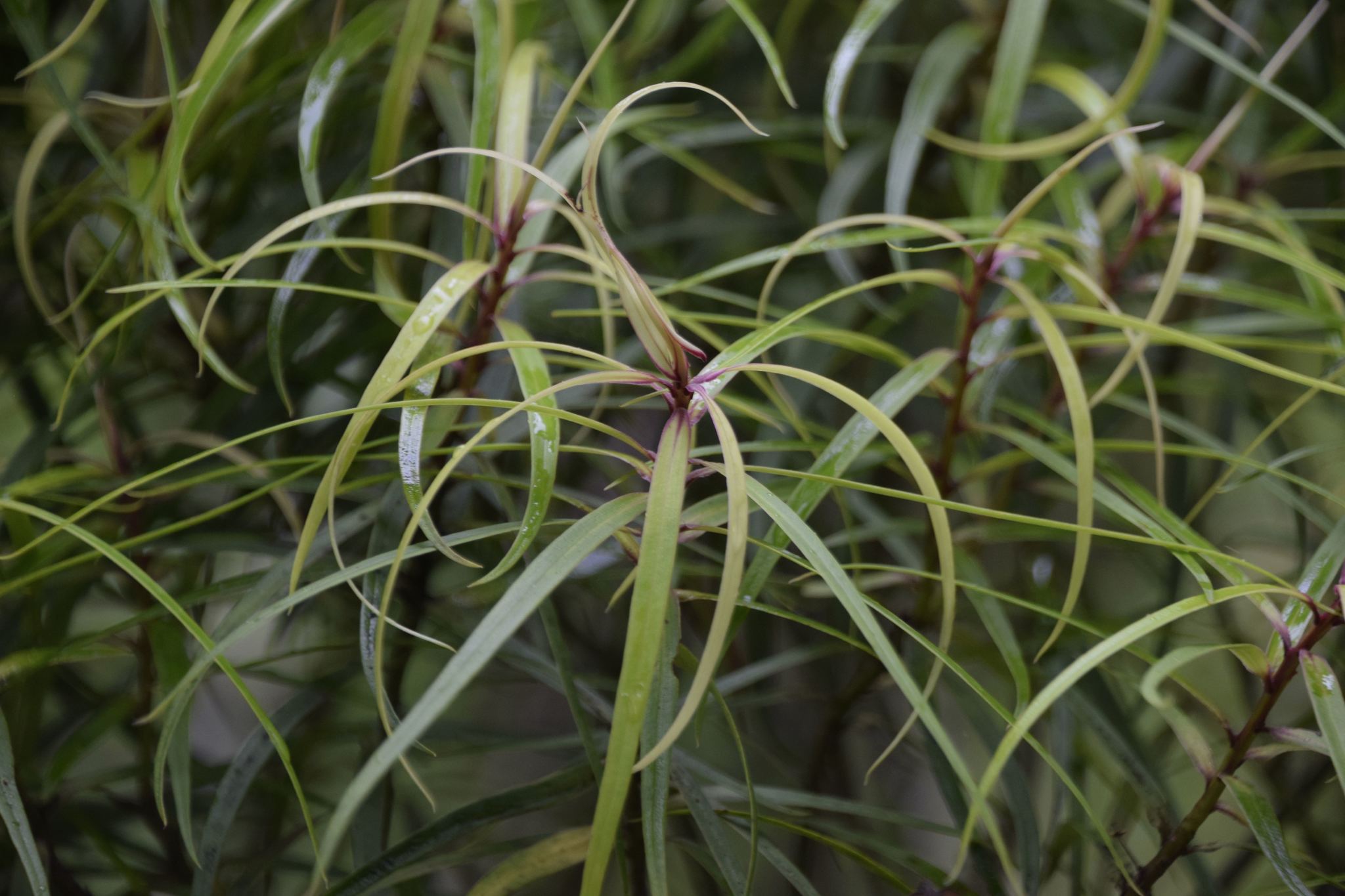 Myrsine linearifolia