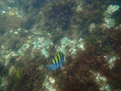 Photo of Panamic sergeant major (Abudefduf troschelii)