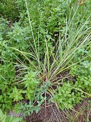Cyperus ligularis image